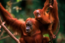 ASIA;BABY;ENDANGERED;FAMILIES;FEMALES;GREAT_APES;HORIZONTAL;INDONESIA;MAMMALS;NP